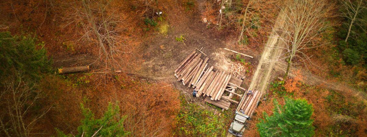 Making Sense Of The New Eu Deforestation Law Dha